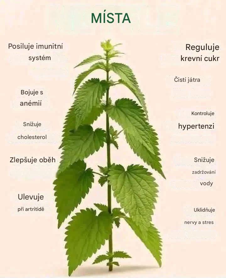 Čisticí a revitalizační recept na bázi kopřiv