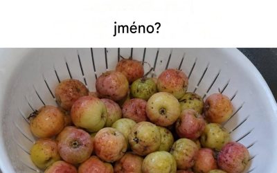 Zapomenuté ovoce, které zlepšuje trávení a posiluje obranyschopnost