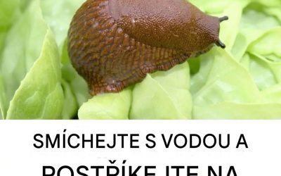 Smíchejte s vodou a postříkejte zahradu: Šneci mohou přes noc zmizet