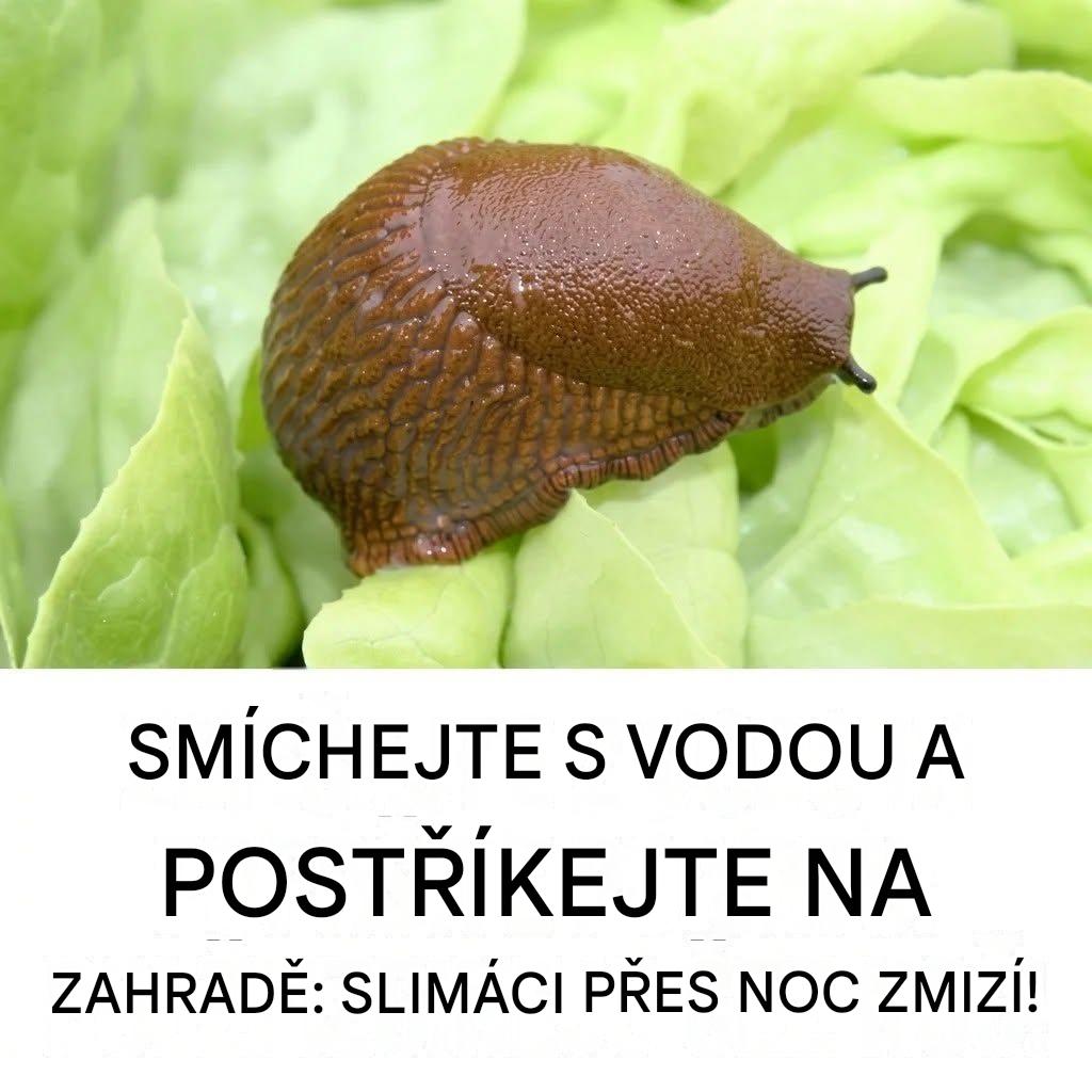 Smíchejte s vodou a postříkejte zahradu: Šneci mohou přes noc zmizet