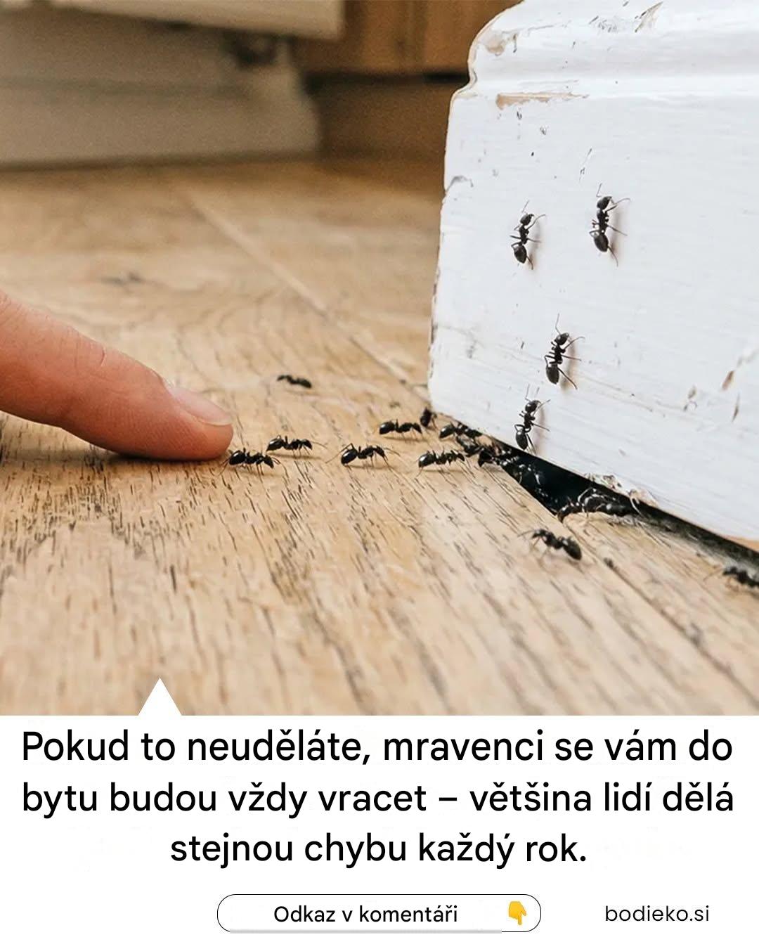 Jak zabránit mravencům ve vstupu do vašeho domu