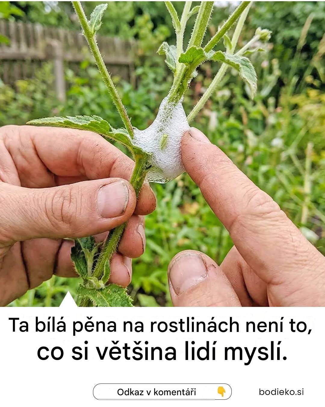 Ta bílá pěna na rostlinách není to, co si myslíš