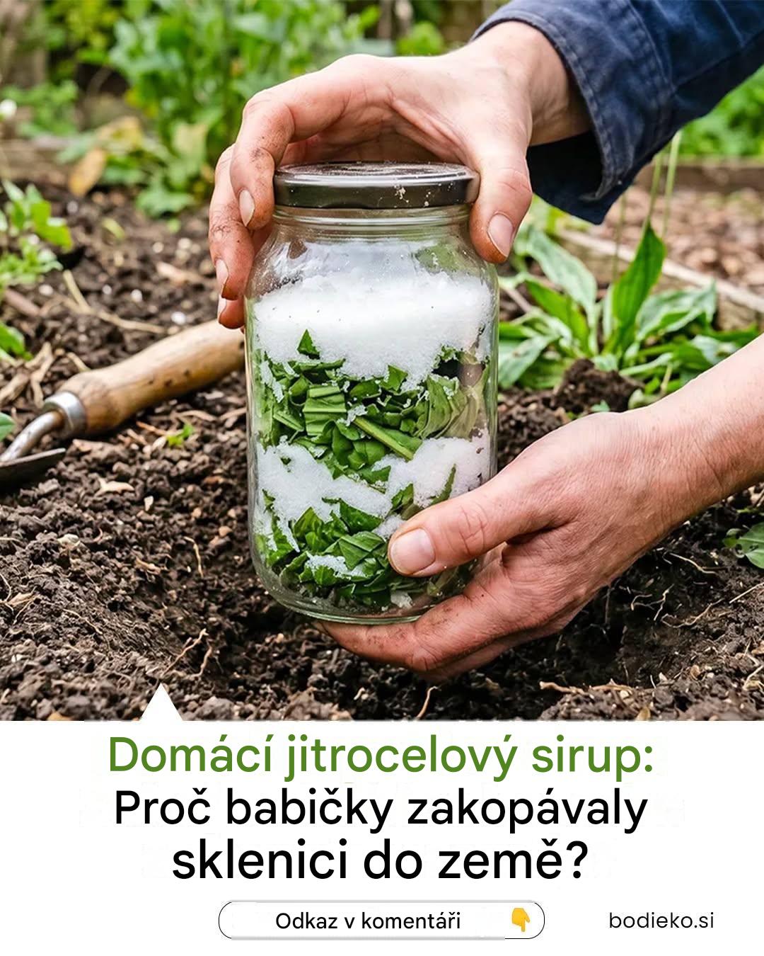 Jak vyrobit jitrocelový sirup starou metodou