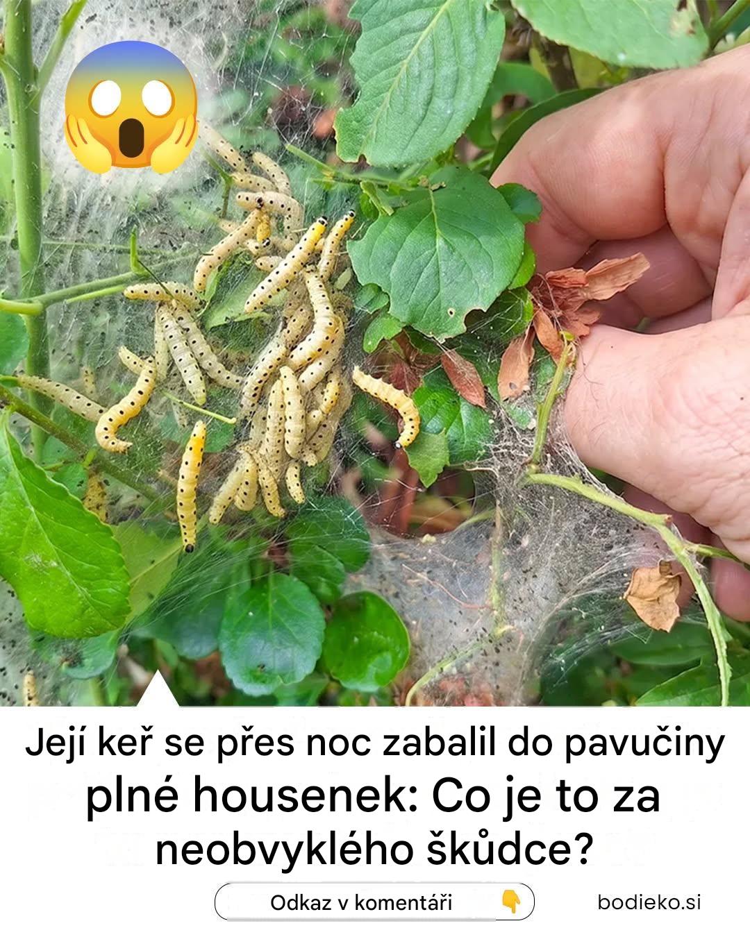 Pokud se na keři objeví bílá pavučina a hromada housenek, jednejte rychle.