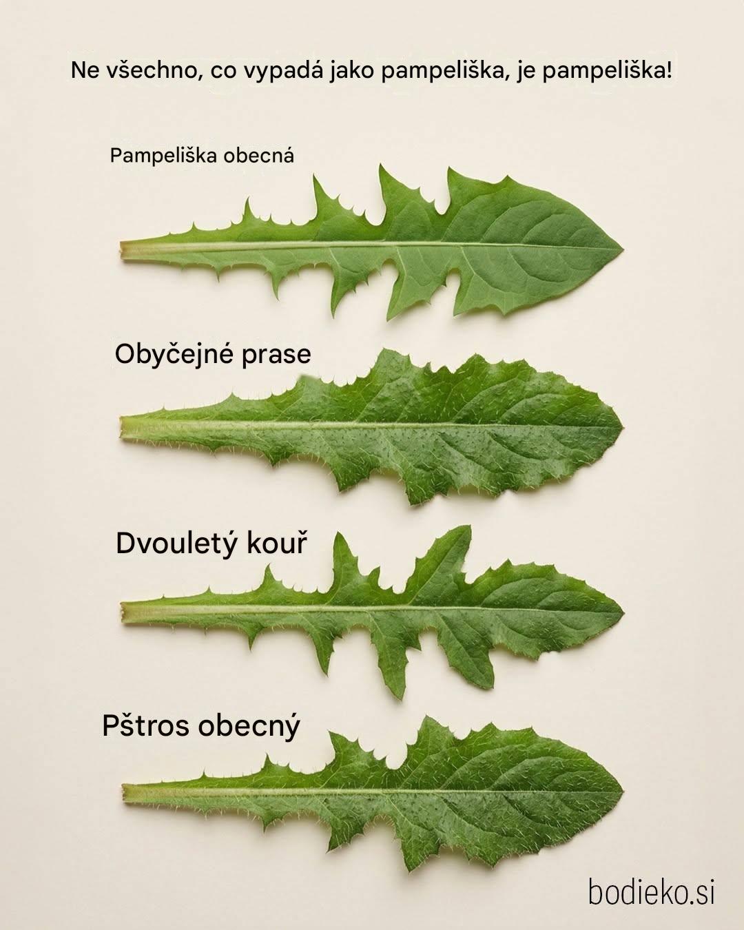 Pampeliška: Léčivé vlastnosti a použití