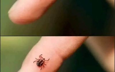 Chraňte klíšťata přirozeně: šetrné metody, jak chránit své blízké a domácí mazlíčky