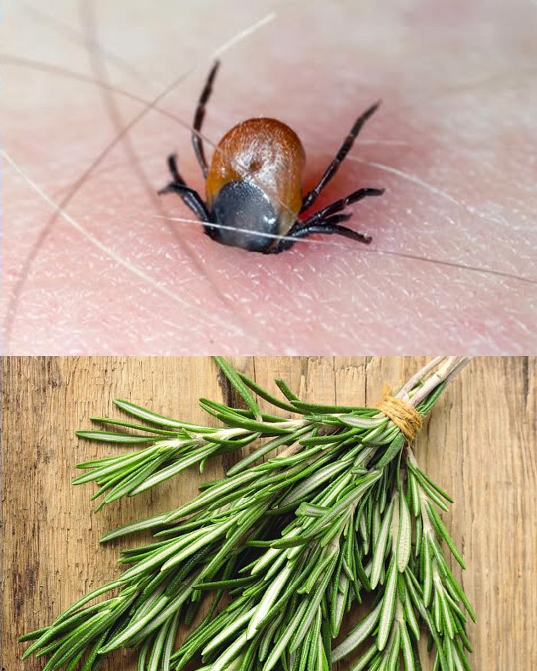 Odpuďte klíšťata přirozeně pomocí tohoto přípravku na bázi rozmarýnu.