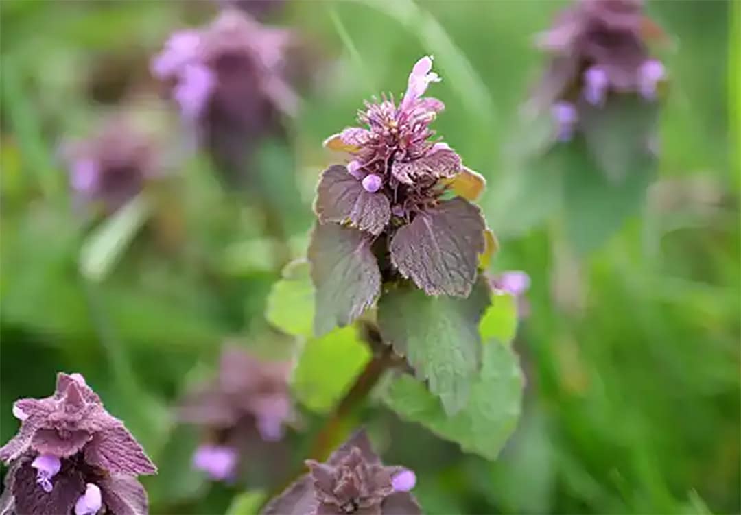Hluchavka purpurová: Skrytý poklad přírody pro vaši pohodu