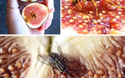 Netušená záhada fíků: Úžasná symbióza s přírodou